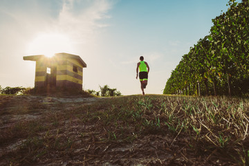 Wall Mural - man trail running in the vineyards at the sunset