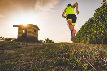 Wall Mural - man trail running in the vineyards at the sunset