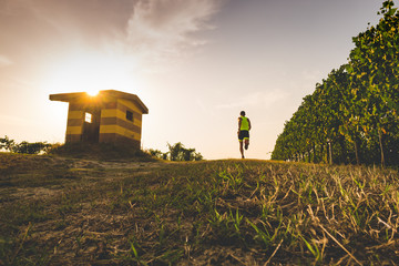 Wall Mural - man trail running in the vineyards at the sunset