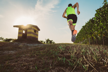 Wall Mural - man trail running in the vineyards at the sunset