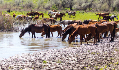 Horse on watering places on the lake