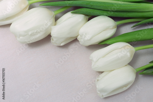 white-tulips-on-a-light-background-free-space-for-text-copy-space-fresh-cut-spring-flowers
