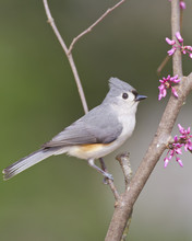 Tufted Titmouse In Redbud Tree