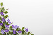 Spring border background with purple vinca major flowers, top view. Springtime concept.