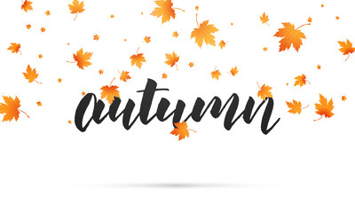 Wall Mural - autumn background. autumn lettering and falling maple leaves. template for banner, advertisement, sa