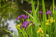Yellow And Purple Iris On The Water Front
