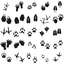 Silhouettes Animal Birds And Mammals Footprints Set Vector Icons.