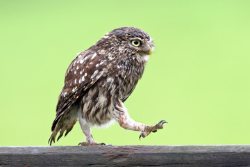 Wall Mural - Little owl