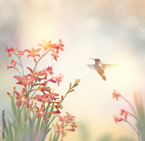 Crocosmia Flowers and a hummingbird