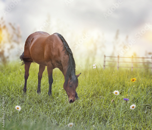 Brown  horse in a field