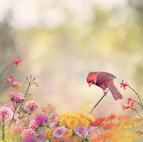 Male Northern Cardinal