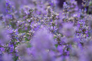  Lavender fields lilac flowers outside in the summertime