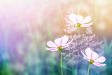 Fototapeta Kosmos - Colorful cosmos flowers on a background of summer landscape.