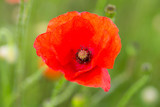 Fototapeta Maki - Close up of red poppies blur background in a garden in the summer