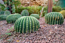 Ball Shaped Cactuses Outdoor. Garden Design.