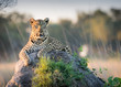 Beautiful Leopard reclines on top of a termite mound surveying the horizon for trouble