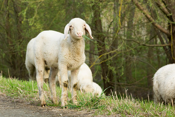 Lamb looking at camera