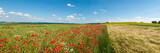 Fototapeta Maki - Panoramic photo of the field of wheat and poppies on a sunny summer day.
