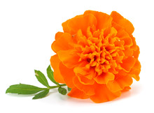 Orange Marigold Flower (Tagetes Erecta, Mexican Marigold, Aztec Marigold, African Marigold) Tagetes Erecta Flower Isolated On White