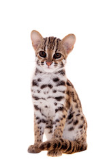 The asian leopard cat on white