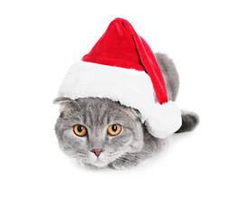 Wall Mural - Cute cat in Santa hat on white background