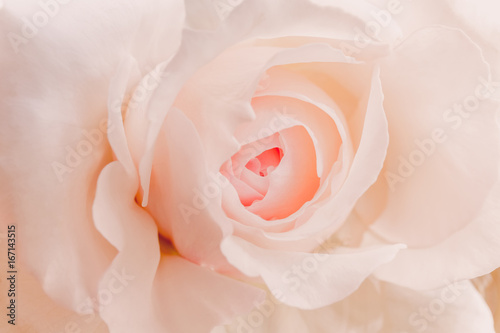 Closeup of a pink rose