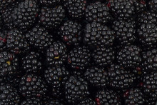 Background Of Ripe Blackberry Berries Close-up