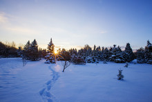 Canadian Winter Sunshine