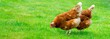 Zwei braune Hybrid-Hennen (Gallus gallus domesticus) laufen frei über eine Wiese, glückliche Hühner in artgerechter Freilandhaltung, Deutschland, Europa, Banner