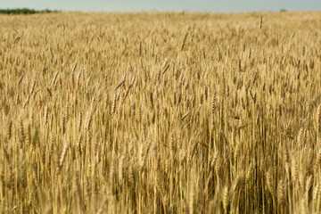 Bread field