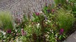 Buntes Blumenbeet mit verschieden-farbigen Blüten - Wildgarten 