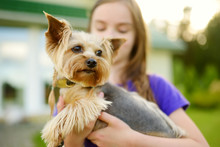 Cute Little Girl Holding Her Funny Yorkshire Terrier Dog