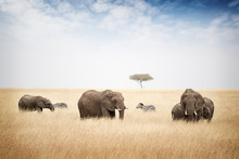 Elephants Grazing In Kenya Africa