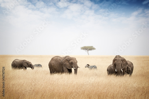 Cuadros en Lienzo Elephants Grazing in Kenya Africa