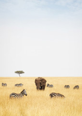 Zebra and Elephants in Kenya - Vertical