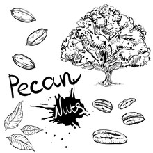Hand Drawn Monochrome Vector Illustration Set Of Pecan Nuts. Sketch. Vector Eps 8.