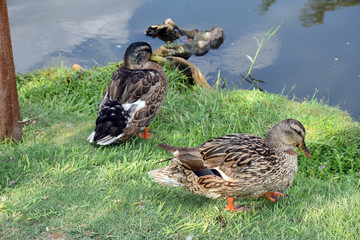 2 brown ducks