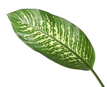 Dieffenbachia Leaf (dumb Cane), Green Leaves Containing White Spots And Flecks, Tropical Foliage Isolated On White Background, With Clipping Path