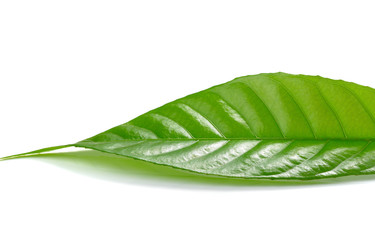 green leaf on a white