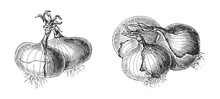 Onion - Vegetable / Vintage Illustration