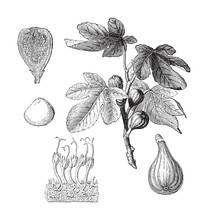 Common Fig (Ficus Carica) - Vintage Illustration