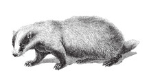 Badger (Meles Taxus) - Vintage Illustration