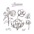 Jasmine. Vector collection in sketch style. Isolated objects. Natural herbs and flowers. Beauty and Ayurveda. Organic cosmetics