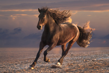 Wall Mural - running horse with streamed mane on sunset sandy beach