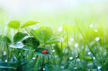 Aufkleber - Beautiful nature background with morning fresh grass and ladybug. Grass and clover leaves in droplets of dew outdoors in summer in spring close-up macro. Template for design.