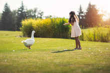 Little African American Girl Feeding Goose On Green Lawn In Park With Sunlight