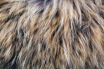 texture of the fur raccoon with a long nap