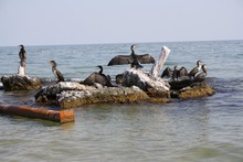 Cormorants Dry Their Wings