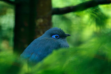 Poster - Blue Coua, Coua coerulea, rare grey and blue bird with crest, in nature habitat. Couca sitting on the branch, Madagacar. Birdwatching in Africa. Bird hidden in green vegetation. Detail portrait couna.