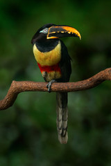 Wall Mural - Chestnut-eared Aracari, Pteroglossus castanostis, yellow and black small toucan bird in the nature habitat. Exotic animal in tropical forest, green mountain vegetation, Brazil. Toucan hidden.